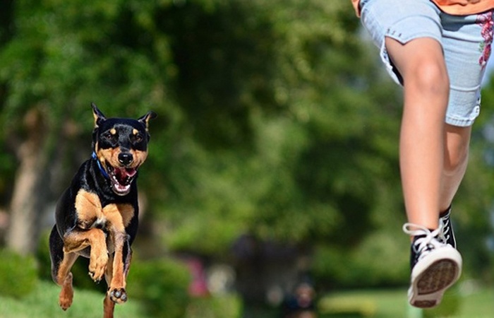 狗狗运动训练必须注意的五个事项