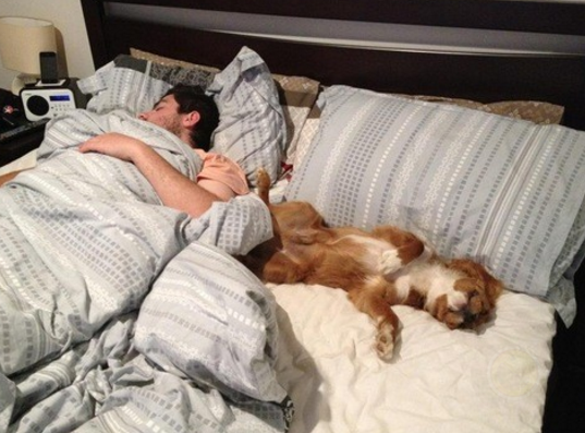 研究表明：宠物陪睡主人睡眠质量提升