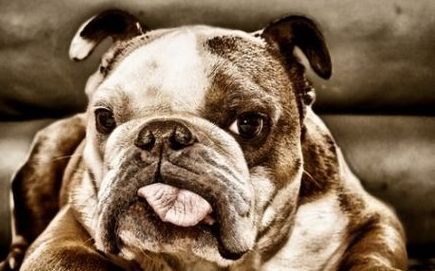 狗狗呼吸急促的原因有哪些？