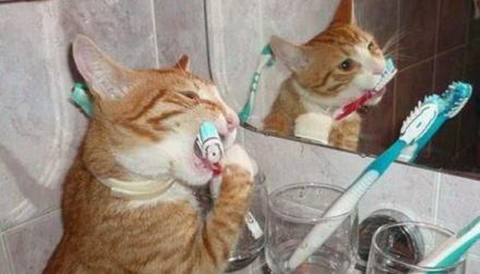 猫咪该如何刷牙