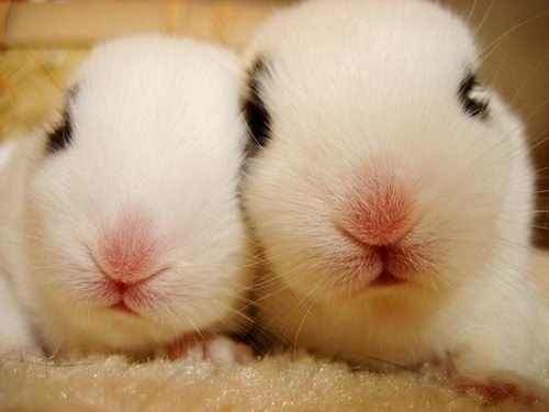 小白兔，白又白，两只耳朵竖起来-希望zz