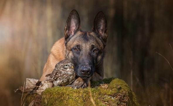 德国摄影师Tanja Brandt眼中“马犬和猫头鹰的友情”-希望zz