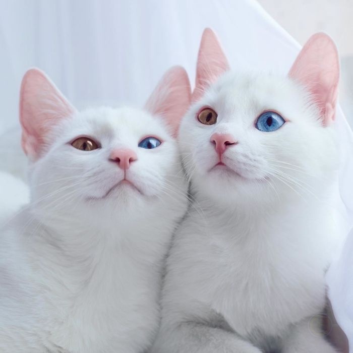 异色瞳双胞胎猫 高雅外观掳获众人的心-希望zz