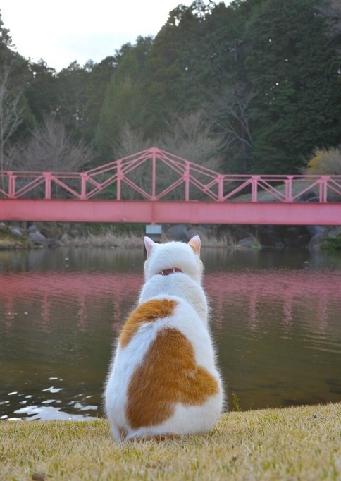 喵星人的旅行日记 猫猫带你遍览日本风光2-希望zz