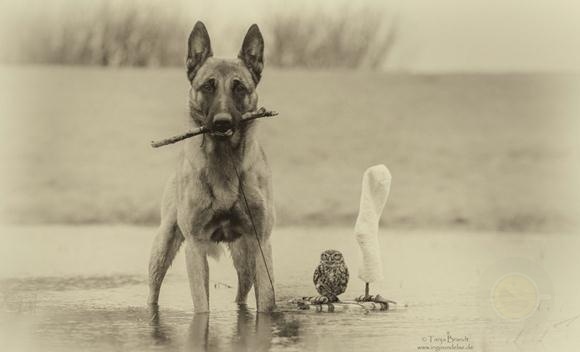 德国摄影师Tanja Brandt眼中“马犬和猫头鹰的友情”-希望zz