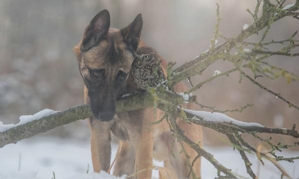 德国摄影师Tanja Brandt眼中“马犬和猫头鹰的友情”-希望zz