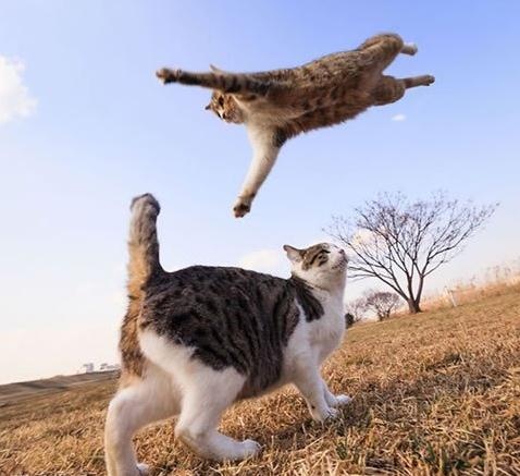 一只忍者猫的复仇之路-希望zz