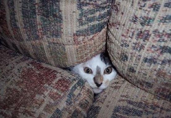 哇哈哈哈我藏起来了，你绝对找不到我！-希望zz