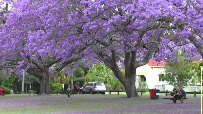 南非紫色季 津巴布韦蓝花楹树盛开-希望zz