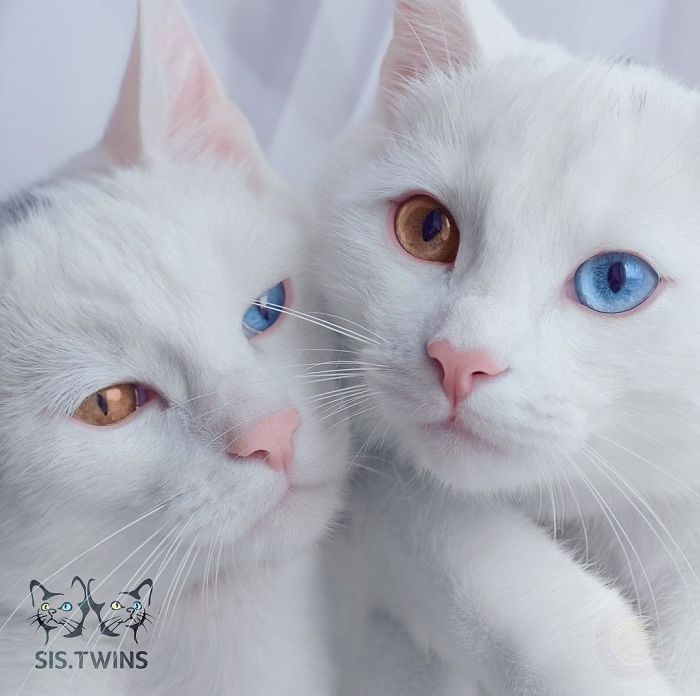 异色瞳双胞胎猫 高雅外观掳获众人的心-希望zz