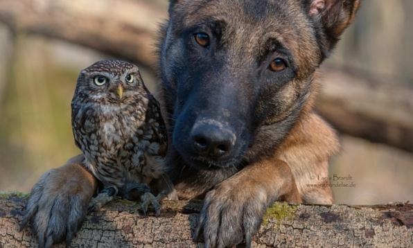 德国摄影师Tanja Brandt眼中“马犬和猫头鹰的友情”-希望zz