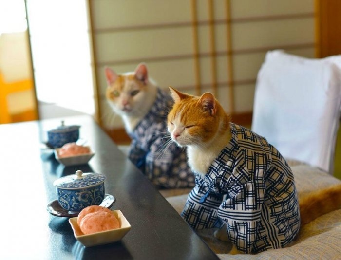 喵星人的旅行日记 猫猫带你遍览日本风光2-希望zz