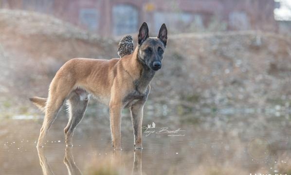 德国摄影师Tanja Brandt眼中“马犬和猫头鹰的友情”-希望zz