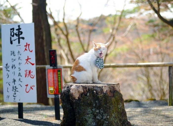 喵星人的旅行日记 猫猫带你遍览日本风光2-希望zz