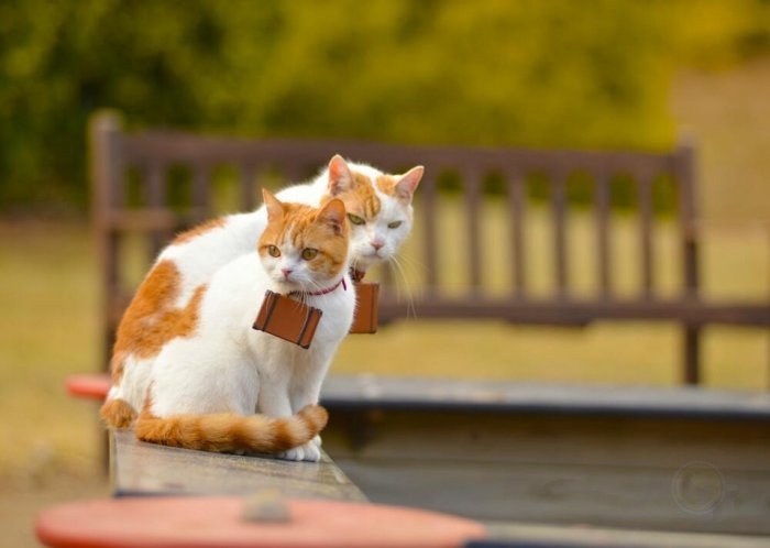 喵星人的旅行日记 猫猫带你遍览日本风光2-希望zz