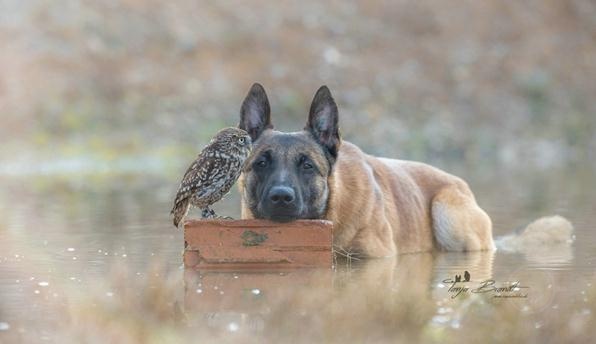 德国摄影师Tanja Brandt眼中“马犬和猫头鹰的友情”-希望zz