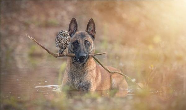 德国摄影师Tanja Brandt眼中“马犬和猫头鹰的友情”-希望zz
