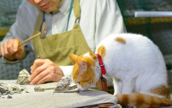 喵星人的旅行日记 猫猫带你遍览日本风光2-希望zz