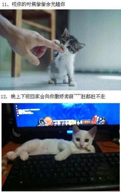 不养猫的人，是不会知道这些猫咪的萌点-希望zz