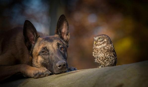 德国摄影师Tanja Brandt眼中“马犬和猫头鹰的友情”-希望zz