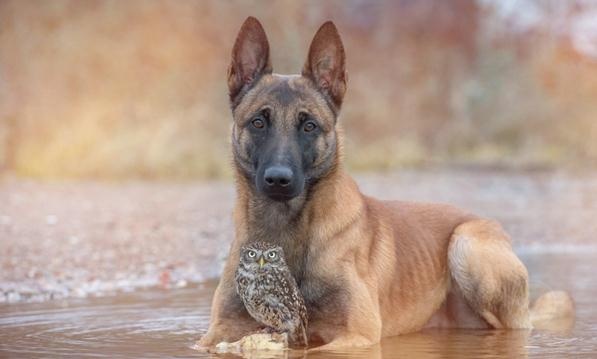 德国摄影师Tanja Brandt眼中“马犬和猫头鹰的友情”-希望zz