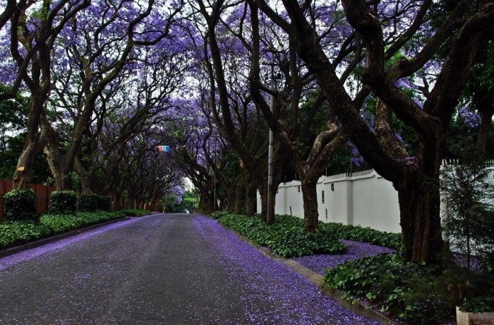 南非紫色季 津巴布韦蓝花楹树盛开-希望zz