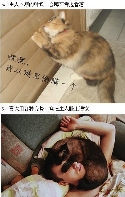 不养猫的人，是不会知道这些猫咪的萌点-希望zz