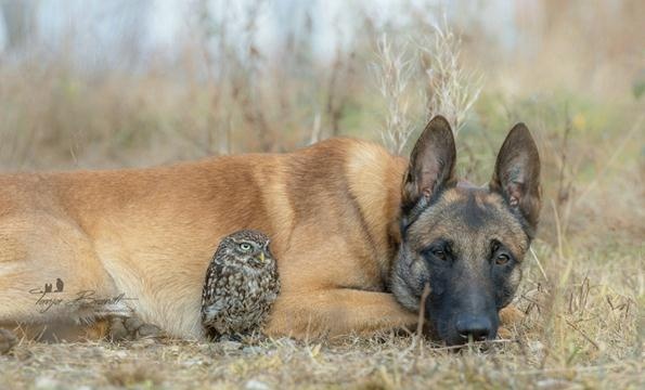 德国摄影师Tanja Brandt眼中“马犬和猫头鹰的友情”-希望zz