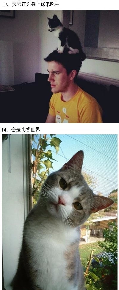 不养猫的人，是不会知道这些猫咪的萌点-希望zz