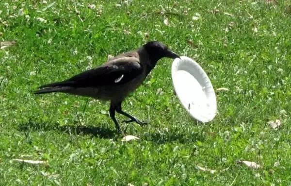 这只乌鸦正在吃盘子上的剩饭，没想它接下来做的事让人超惊讶！-希望zz