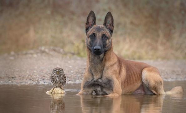 德国摄影师Tanja Brandt眼中“马犬和猫头鹰的友情”-希望zz