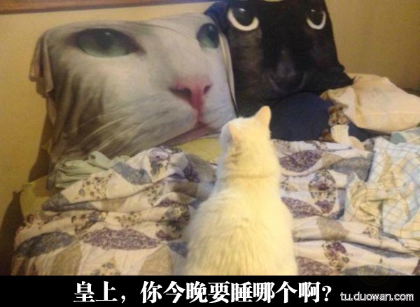 “为什么没有黄猫！！！”