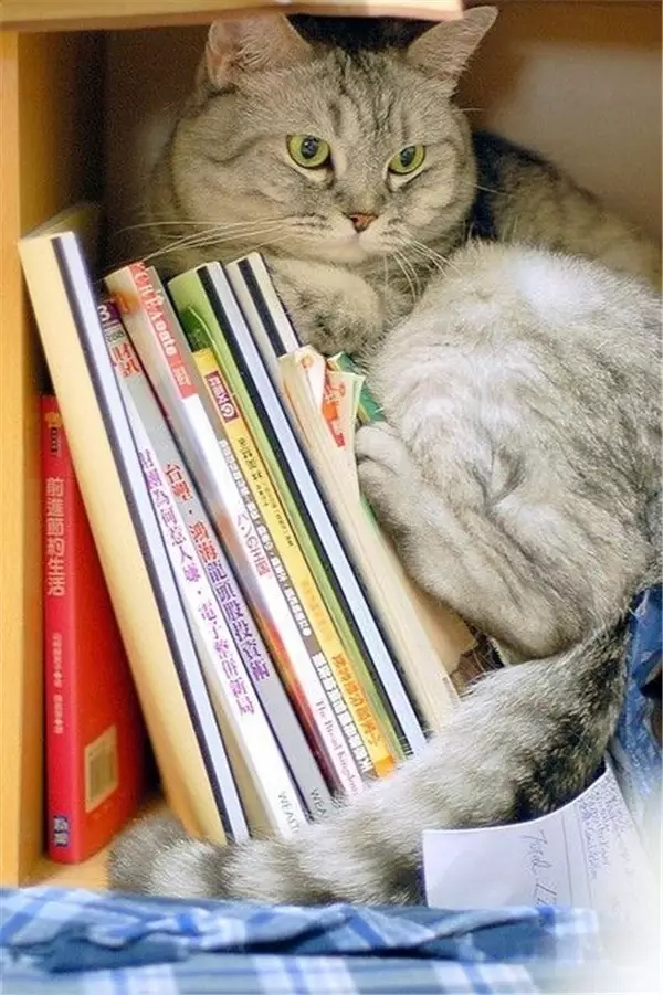 说实话 喵可比你爱书多了—— 没事就往书堆里钻，枕着书睡觉，在书丛里躲猫猫，没事再尝尝书页的味道......-希望zz