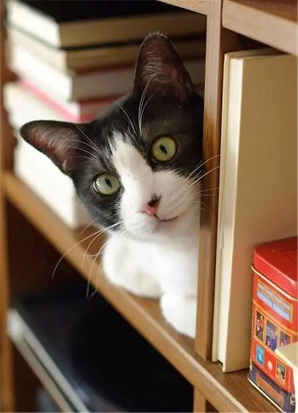 说实话 喵可比你爱书多了—— 没事就往书堆里钻，枕着书睡觉，在书丛里躲猫猫，没事再尝尝书页的味道......-希望zz