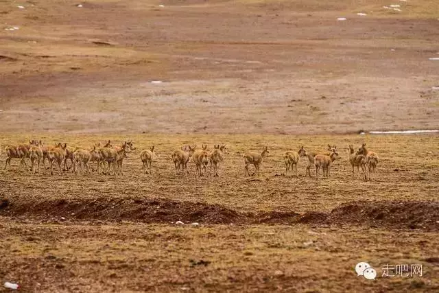 这8条绝美的进藏路 中国最骄傲的世界级风景线!-希望zz